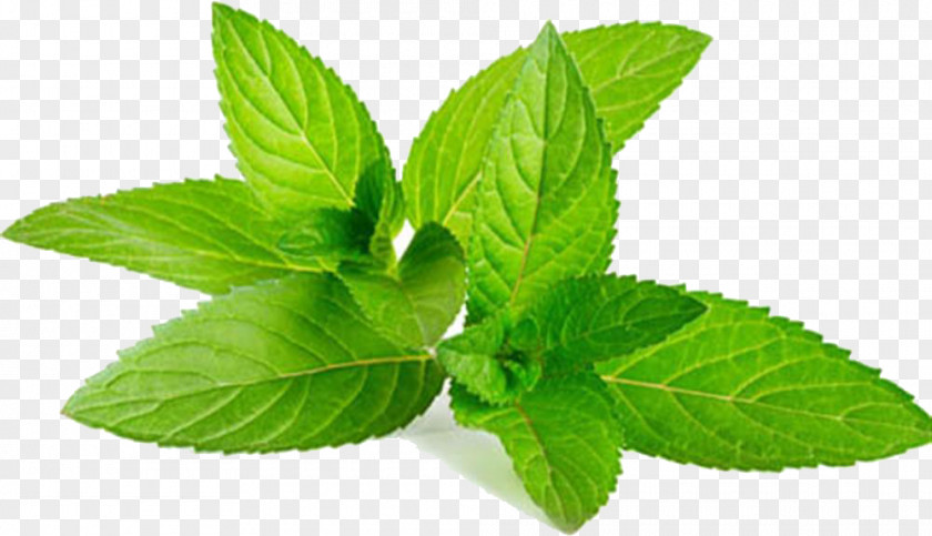 Licorice Mentha Spicata Water Mint Peppermint Home Remedy Anaphrodisiac PNG