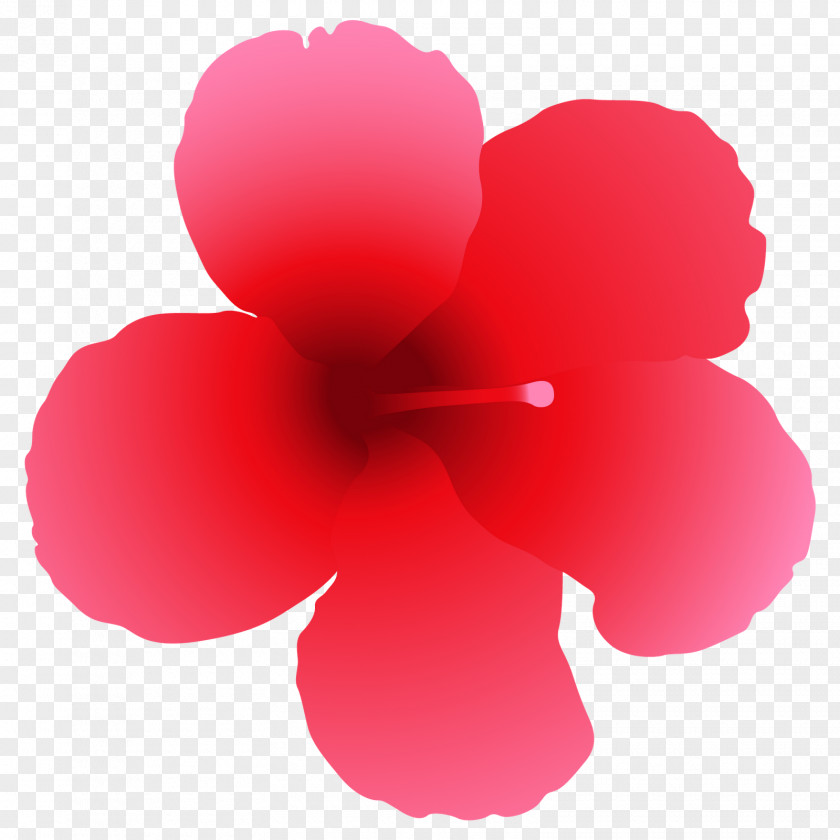 Lily Rosemallows Vector Graphics Royalty-free Illustration PNG