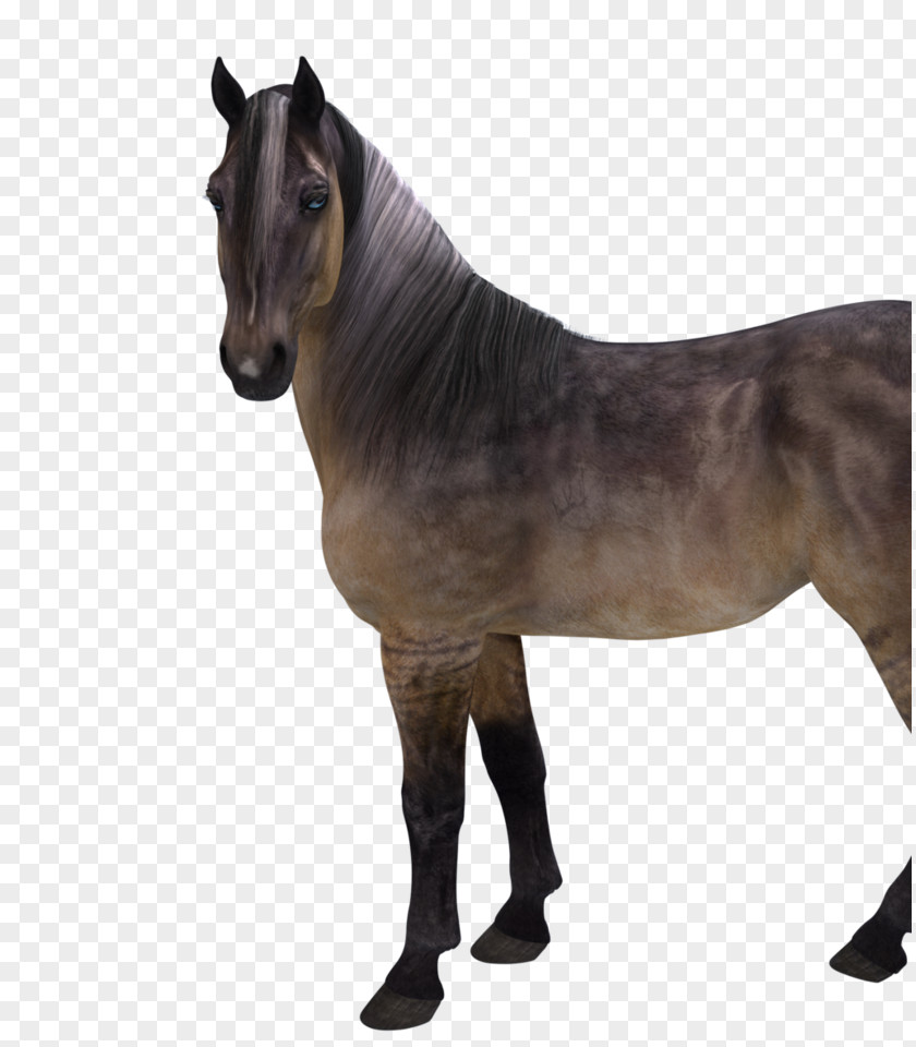 Mustang Stallion Mare Rein Pack Animal PNG