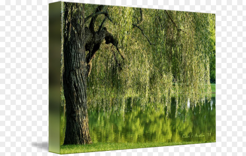 Weeping Willow Trunk Tree Woodland Imagekind PNG