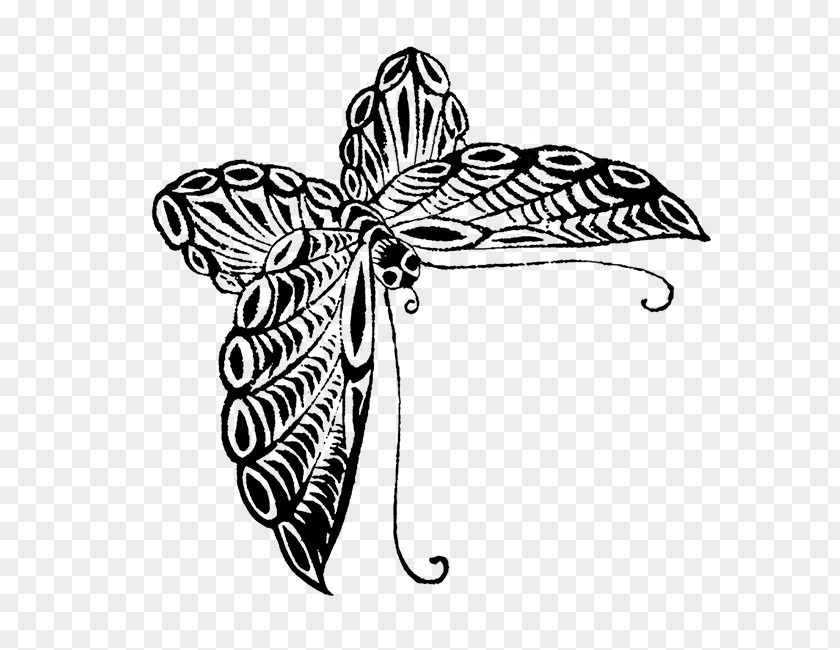 Drawing Butterfly Black And White Visual Arts Sketch PNG