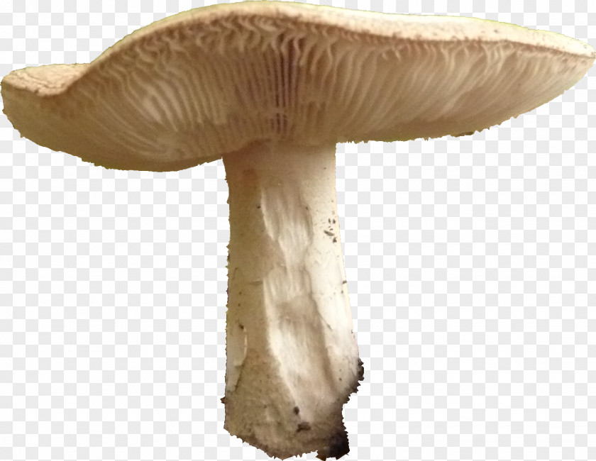 Mushroom Pleurotus Eryngii Agaricus Edible Fungus PNG