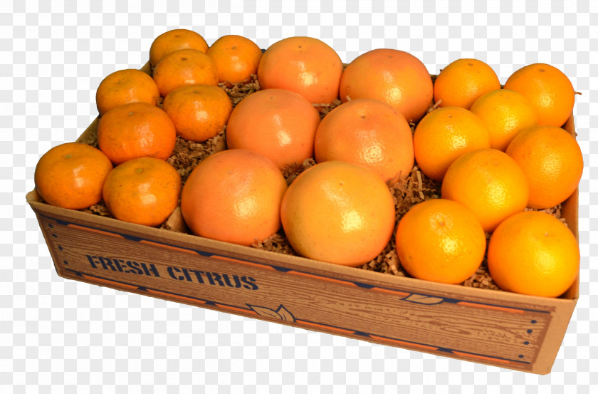 Orange Grapefruit Clementine Tangerine Mandarin Tangelo PNG