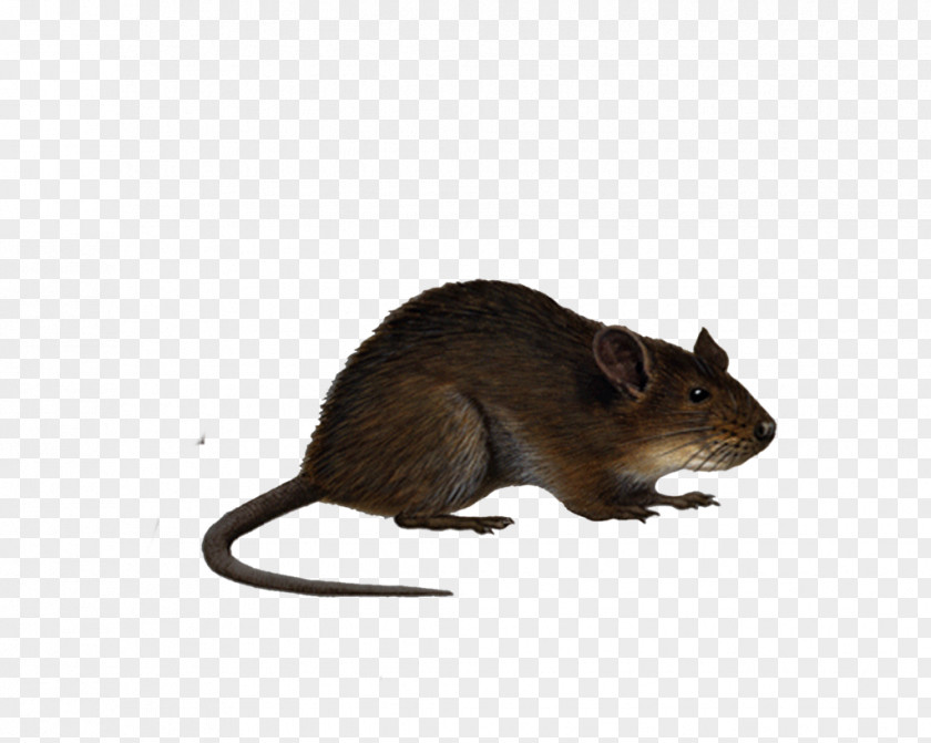 Rat & Mouse Black Clip Art PNG