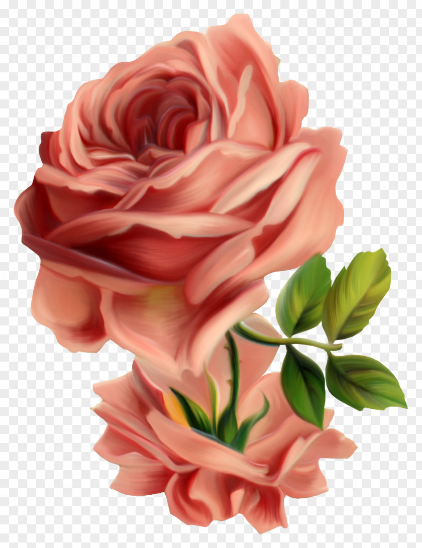 Rose Centifolia Roses Vintage Clothing Flower Pink Clip Art PNG