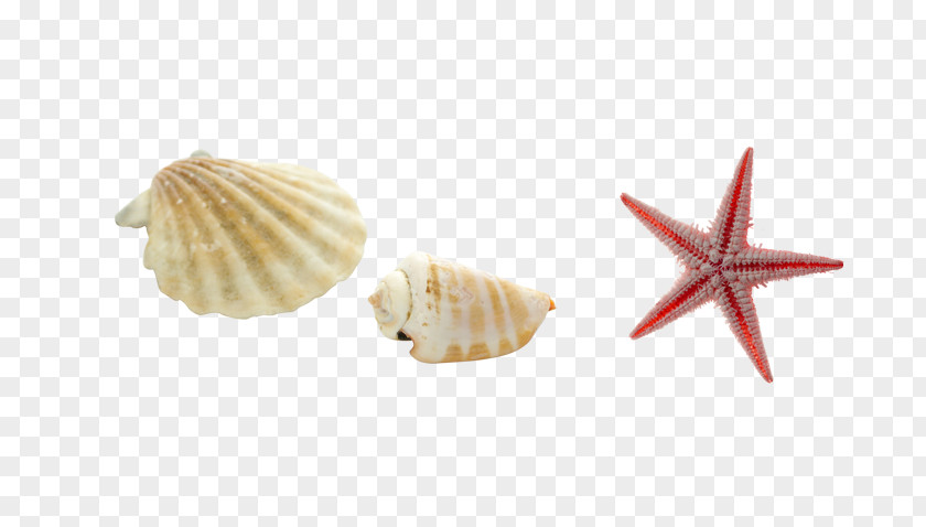 Starfish Conch Sea Snail Seashell PNG