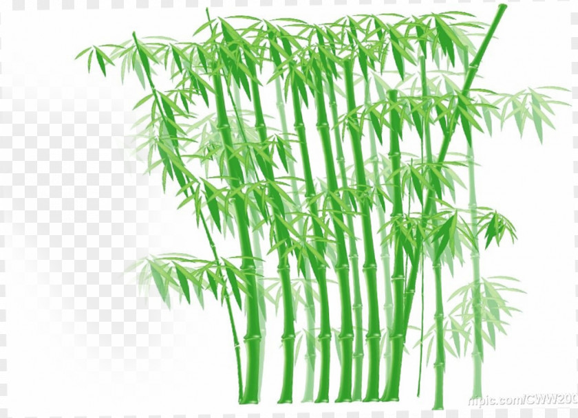 Bamboo Euclidean Vector Clip Art PNG