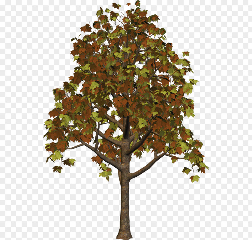 Large Fall Tree Clipart Branch Trunk Leaf Plane Trees PNG