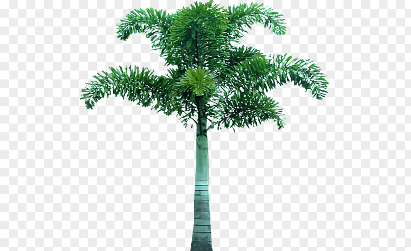 Palm Tree Arecaceae Clip Art PNG