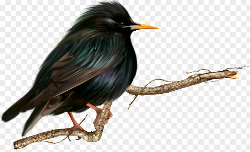 Birds Beak Fauna PNG