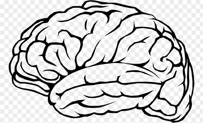 Brains Human Brain Cognitive Training Neuron Clip Art PNG