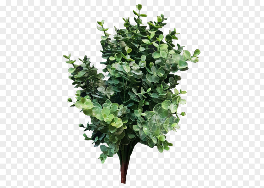 Eucalyptus Tree Branch Plant Lindens Sycamore Maple PNG