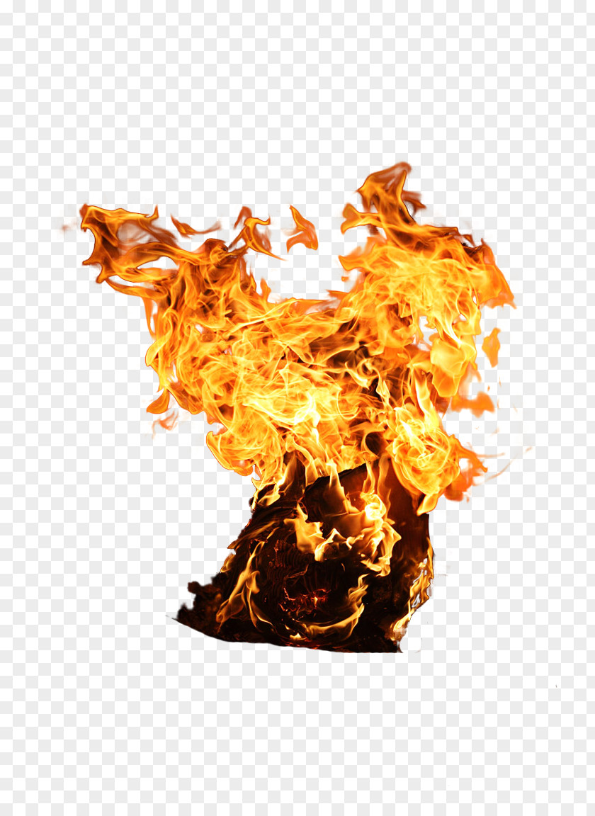 Explosion Wildfire Tree Combustion PNG