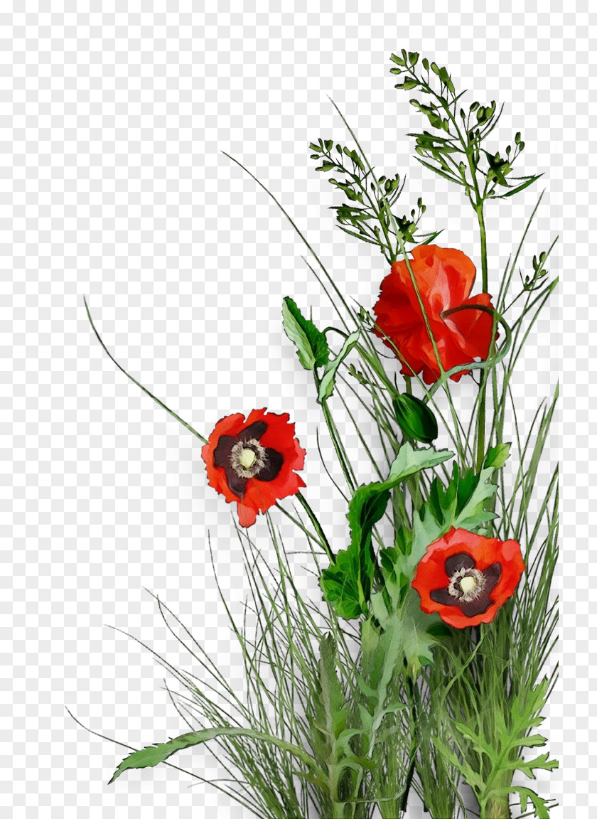Grass Poppy Family Flower Plant Coquelicot Red Corn PNG