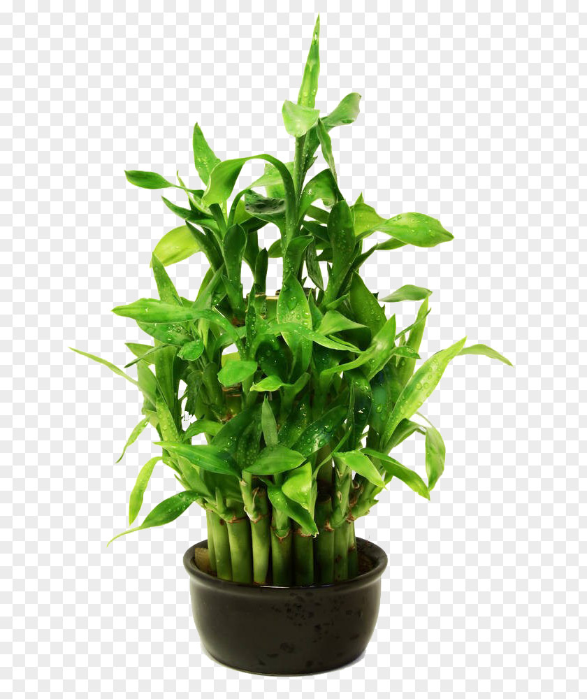 Lucky Bamboo Potted Photography Stock Royalty-free PNG