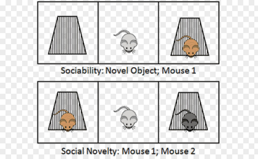 Mouse Social Relation Interaction Mammal PNG