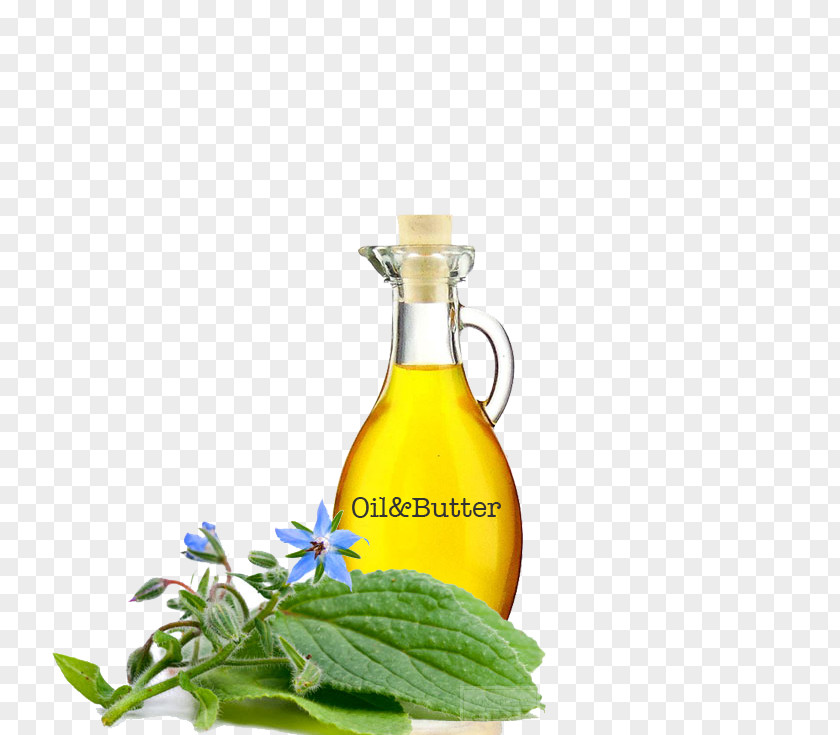 Oil Soybean Borage Seed Herb Gamma-Linolenic Acid PNG