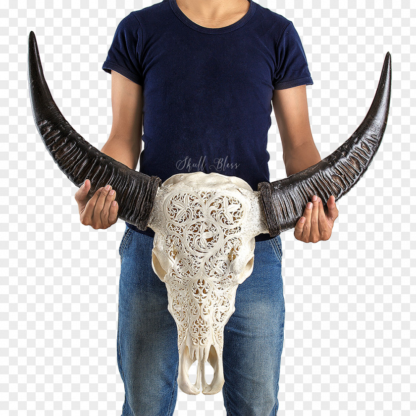 Buffalo Skull Horn Cattle Centimeter Curvature PNG