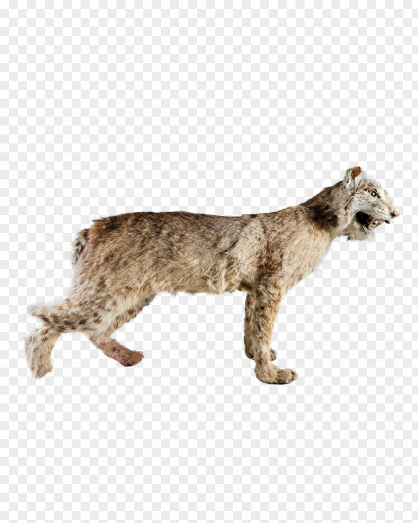 Cat Bobcat Cougar Fur Big PNG