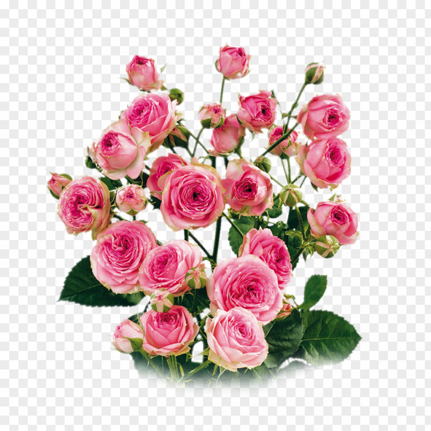 Flower Garden Roses Cabbage Rose Floribunda Cut Flowers Floral Design PNG