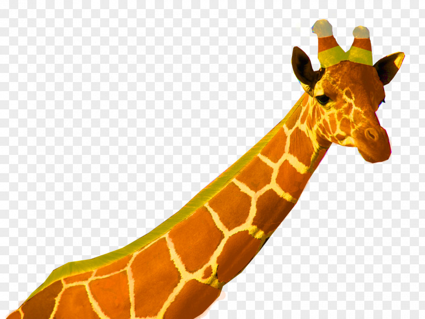 Marty Madagascar Giraffe Image Safari Ramat Gan Video Games Drawing PNG