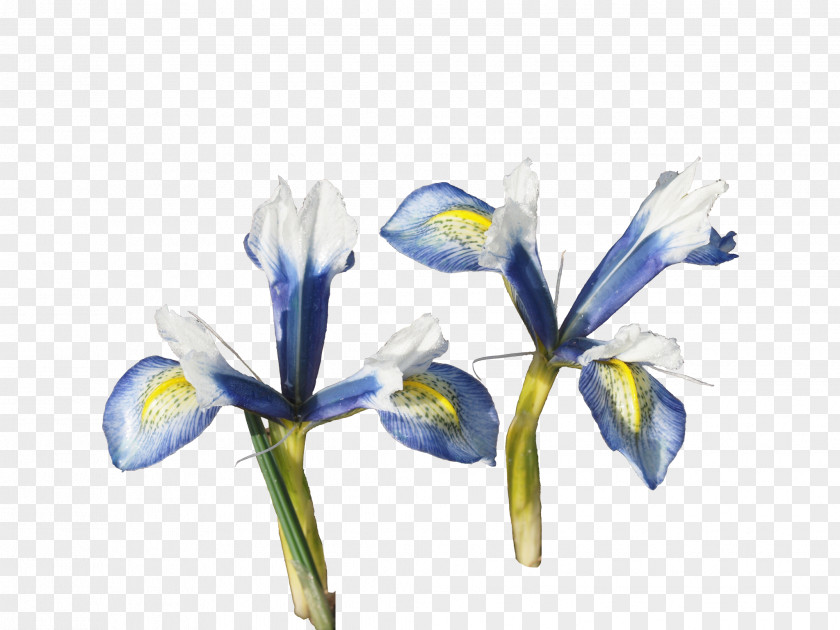 Sea Breeze Orris Root Irises Cut Flowers PNG