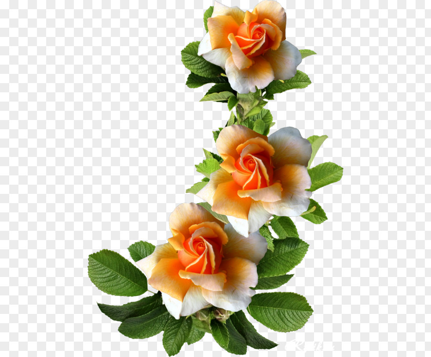 Beautiful Roses Cut Flowers Garden Centifolia Picture Frames PNG