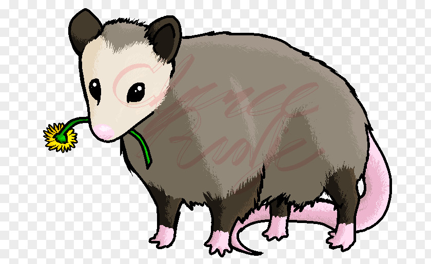 Cat Budgerigar Mouse Opossum DeviantArt PNG