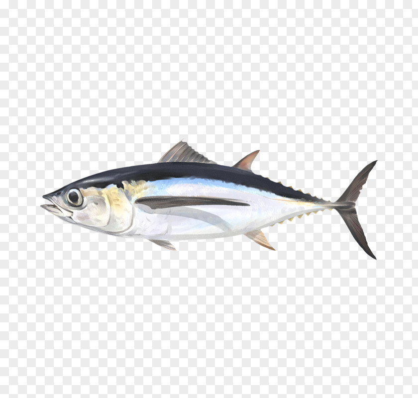 Fish Mackerel Albacore Sardine Thunnus Products PNG