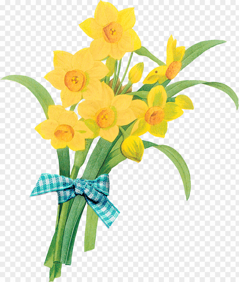 Flower Botanical Illustration Printing Antique Wild Daffodil PNG