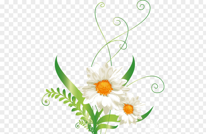 Flower Common Daisy Oxeye Barberton Family Clip Art PNG