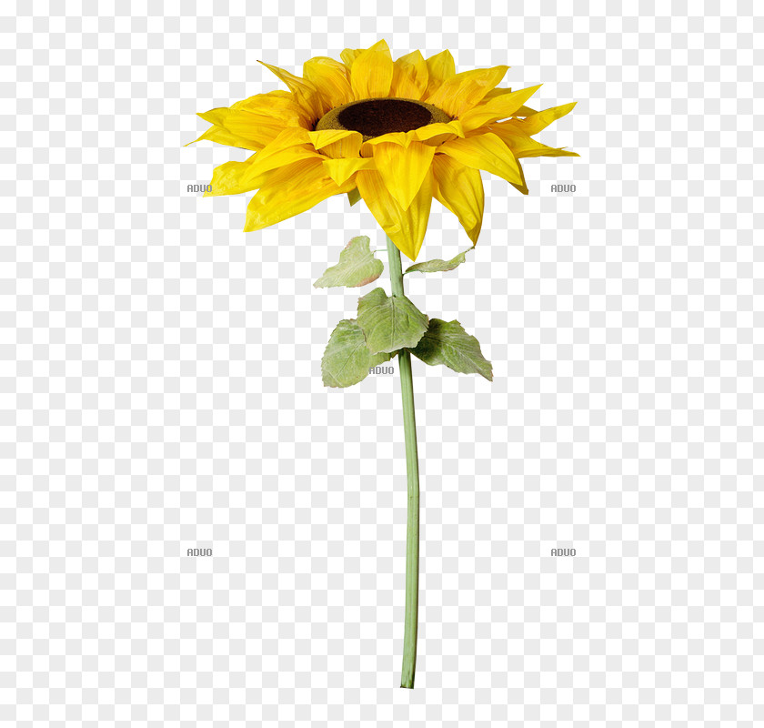 Flower Common Sunflower Artificial Plant Stem Cut Flowers PNG