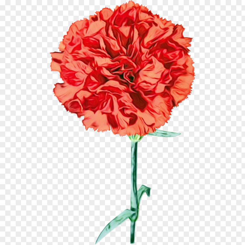 Flower Cut Flowers Red Carnation Plant PNG