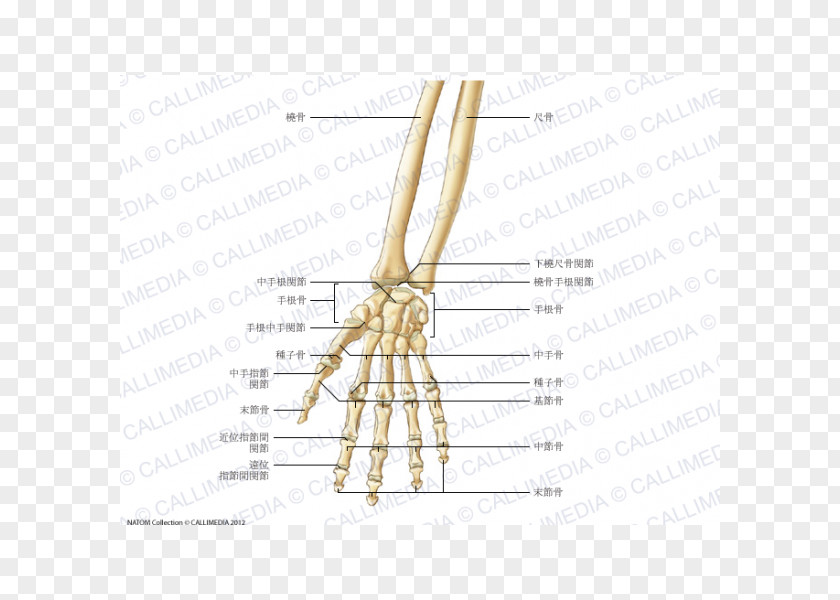 Hand Finger Bone Carpometacarpal Joint Forearm PNG