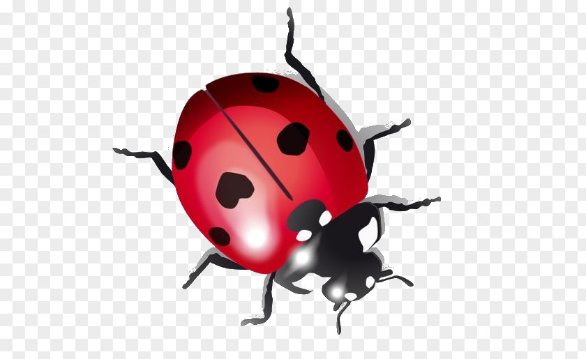 Beetle Ladybird Drawing PNG