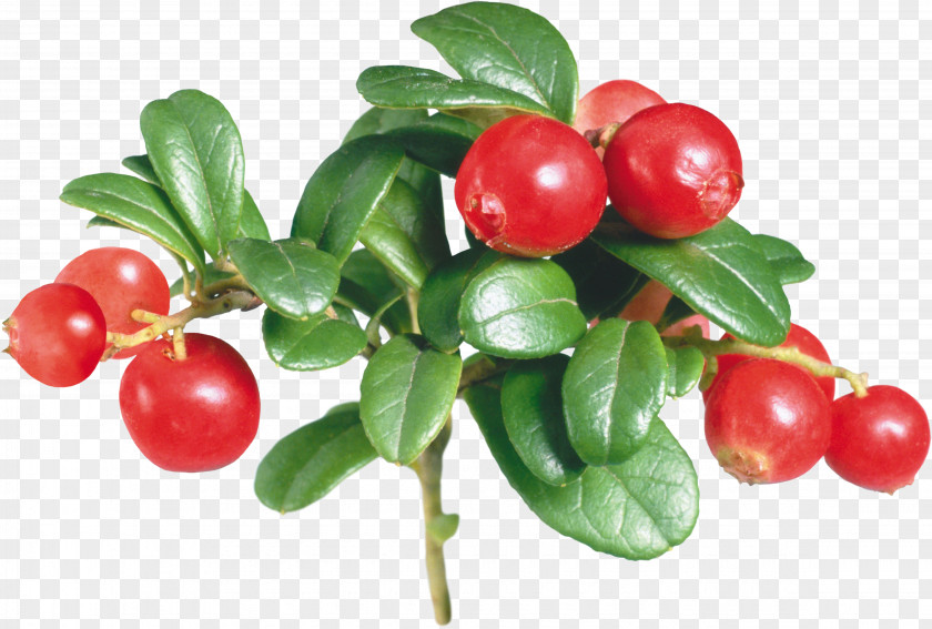 Berries Lingonberry Fruit European Blueberry Extract PNG