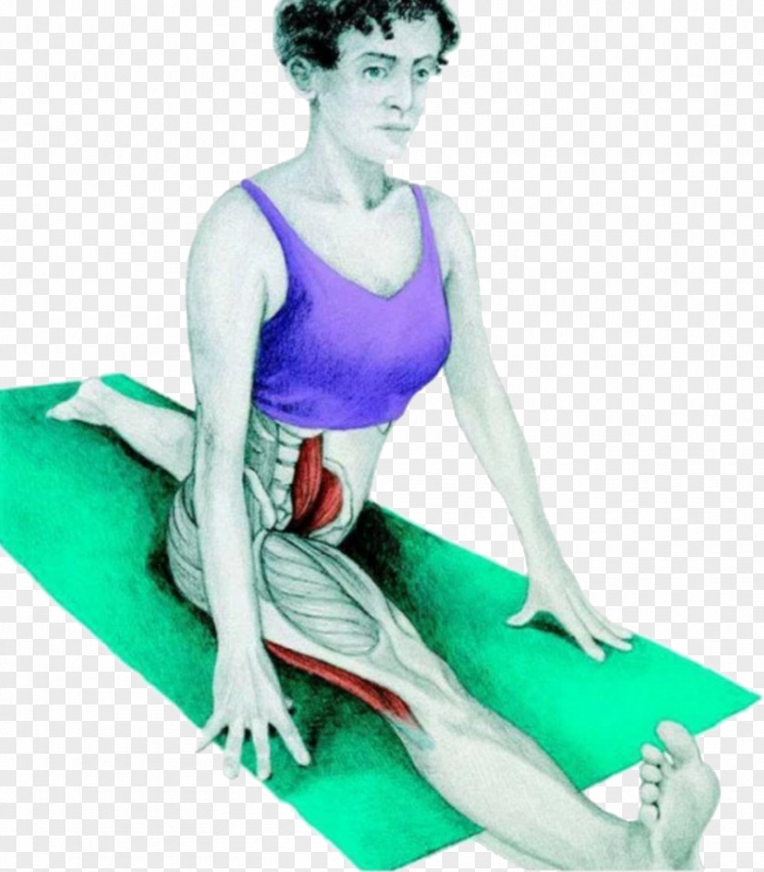 Hamstring Stretching Muscle Split Exercise PNG
