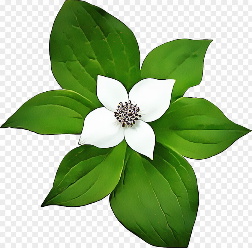 Magnolia Family Wildflower Green Flower Transparency White Drawing PNG