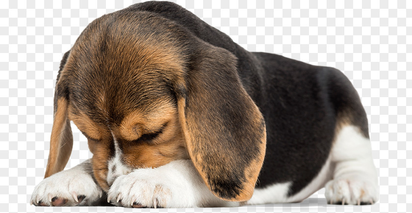 Puppy Beagle Dobermann Dogue De Bordeaux German Pinscher PNG