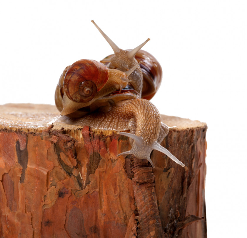Snail Insect Orthogastropoda Photography Invertebrate PNG