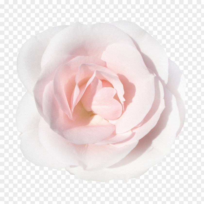 Beautiful Flower Picture Image,Pink Roses Transvaal Daisy Stock.xchng Common Stock Photography PNG