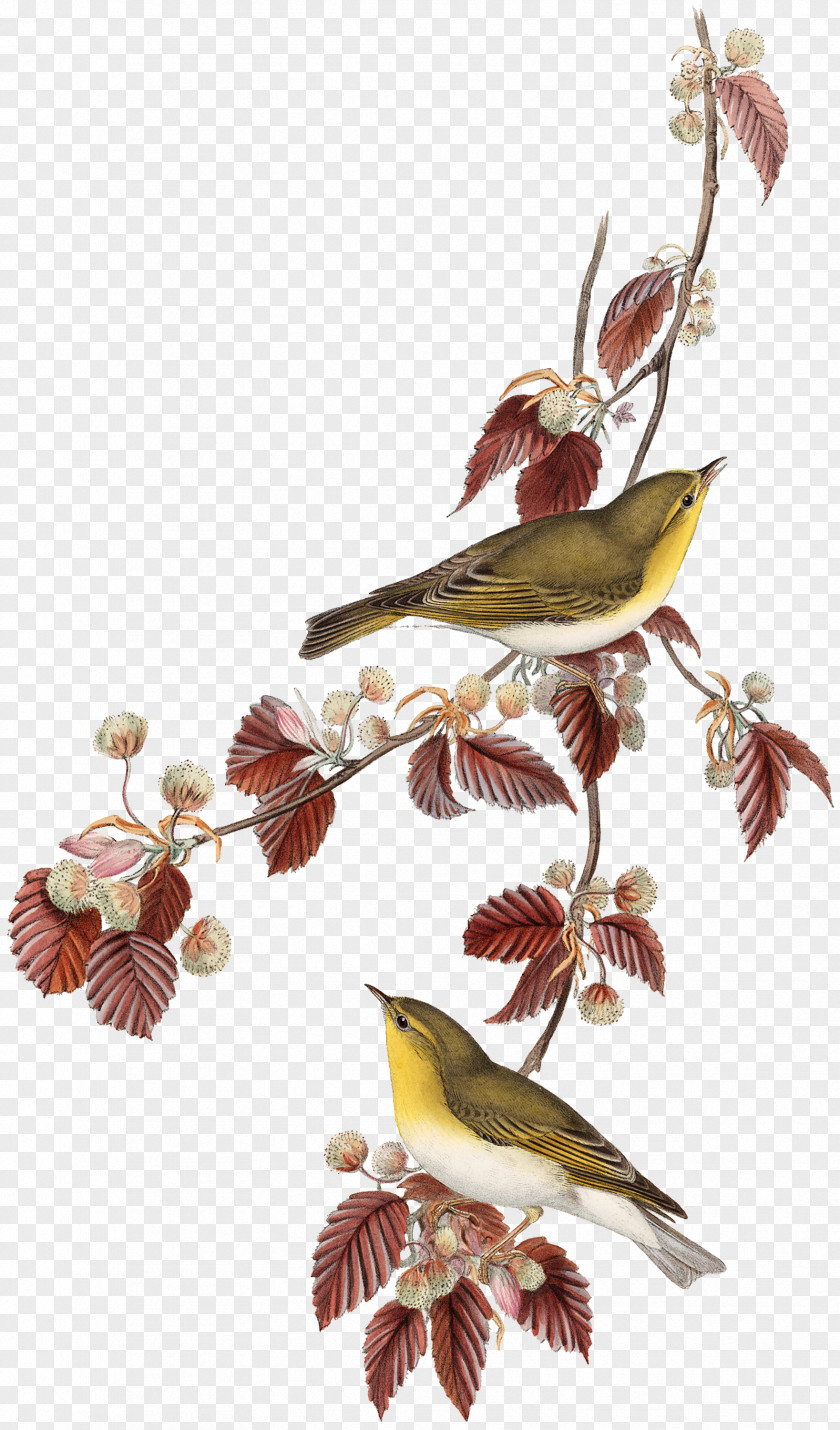 Birds Printing Lithography Artist PNG