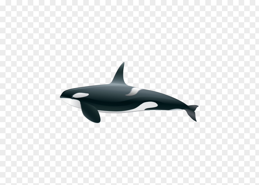 Dolphin Killer Whale Common Bottlenose Short-beaked Rough-toothed Tucuxi PNG
