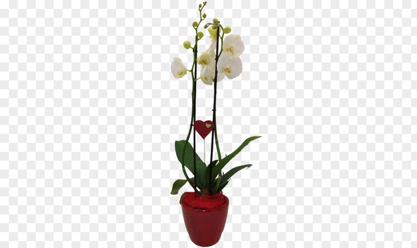 Flower Moth Orchids Flowerpot Cut Flowers Artificial PNG