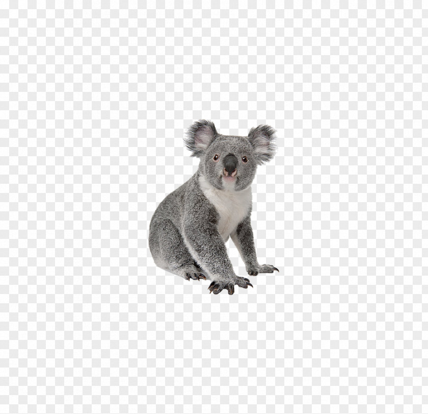 Koala Wombat Word Korean Vocabulary PNG