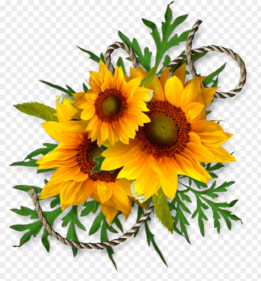 Sunflower Leaf Common Seed Clip Art PNG