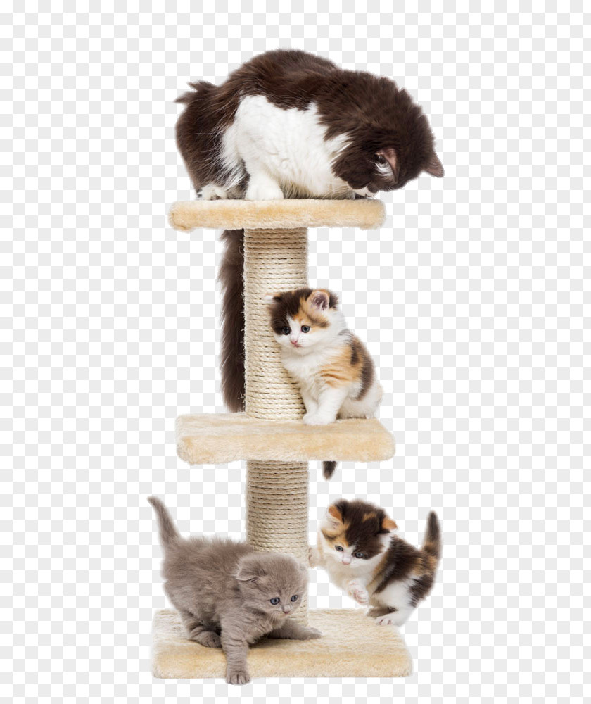 Two Cute Cats Scottish Fold Kitten Puppy Dog Cat Tree PNG