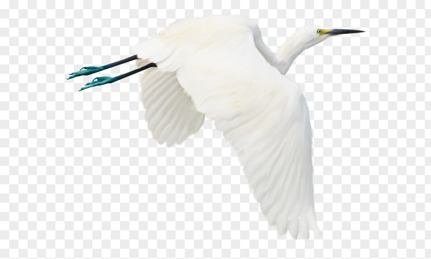 White Crane Bird Flight Egret Photography PNG
