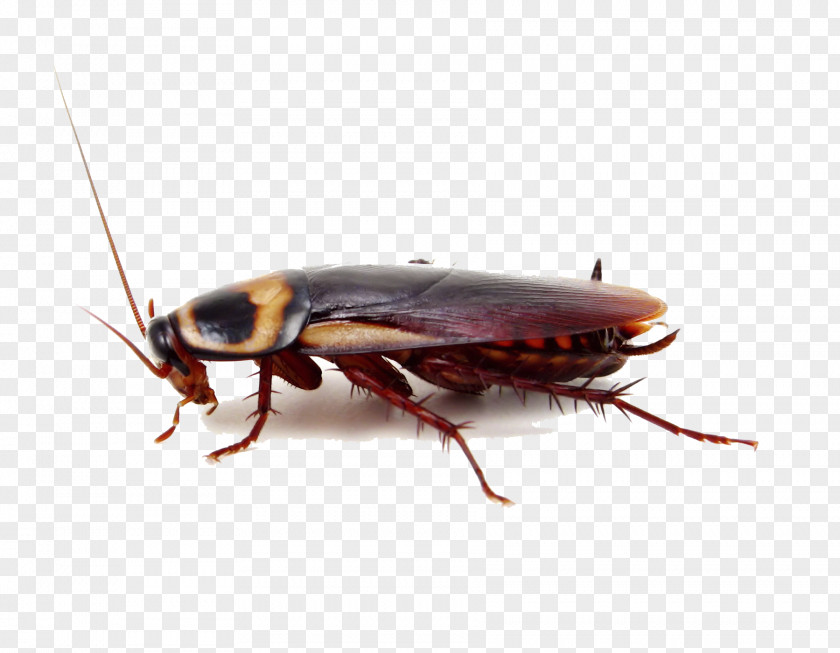 Cockroach Image Insect Pest Control Termite PNG