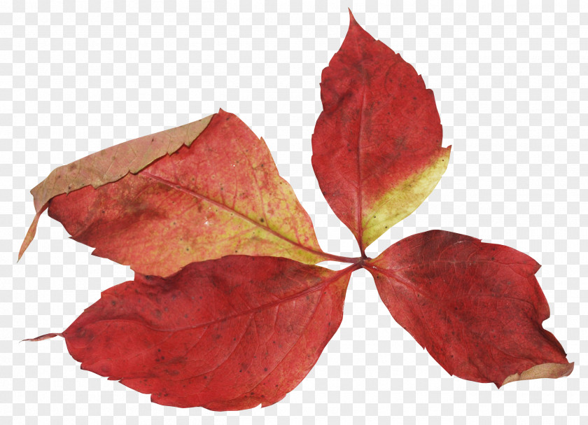 Yellow Autumn Leaves Leaf Data Encryption Standard Petal Clip Art PNG